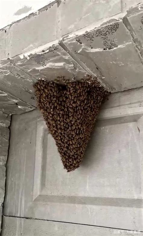 親人 意思 蜜蜂在家门口筑巢